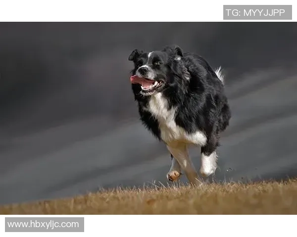 精彩回顾7月2日西班牙对阵意大利的激烈比赛录像分析与精彩瞬间分享